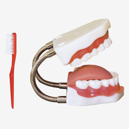 ģ